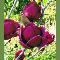 Magnólia Genie (kvitne 2 x ročne) 60/80 cm, v črepníku Magnolia Genie