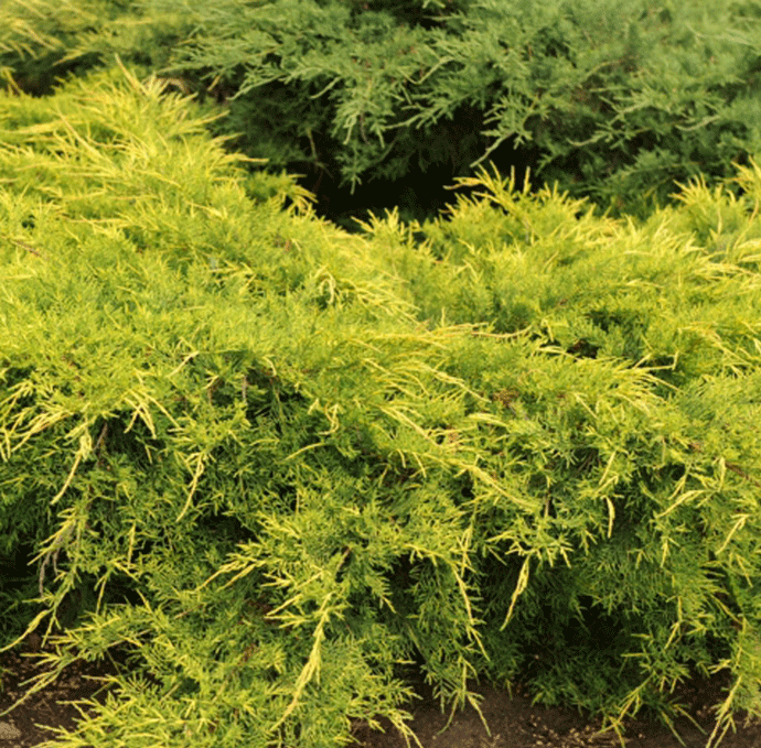 Borievka pfitzerova x Gold Star, výška 20/30 cm, v črepníku Juniperus pfitzeriana x Gold Star