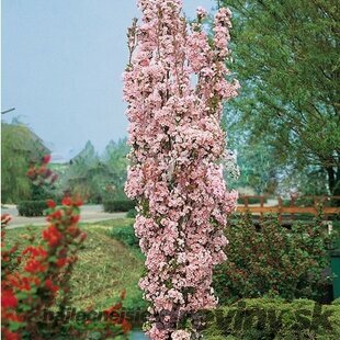 AKCIA ! Čerešňa japonská Amanogawa stĺpovitá na kmienku 180/200 cm, v črepníku Prunus serrulata amanogawa