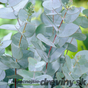 AKCIA ! Eukalyptus gunii 30/40 cm, v črepníku Eucalyptus Gunii