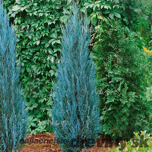 Borievka Blue Arrow (modrý šíp) 40/50 cm, v črepníku Juniperus scopulorum Blue Arrow