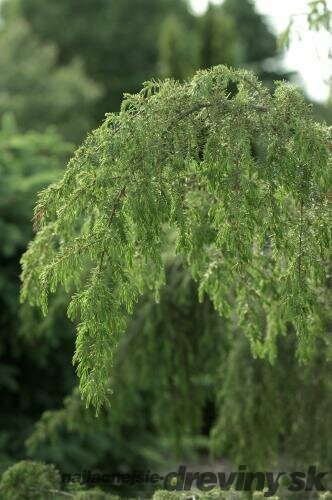 Borievka Juniperus
