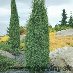Borievka obyčajná Arnold 30/40 cm, v črepníku Juniperus communis Arnold