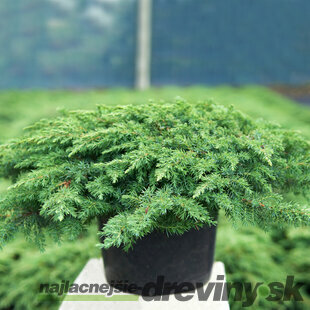 Borievka obyčajná Green Carpet 25/30 cm, v črepníku Juniperus communis Green Carpet