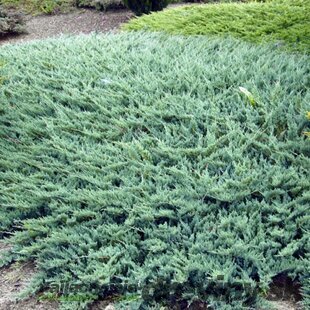 Borievka plazivá Glauca, 20/30 cm, v črepníku Juniperus horizontalis Glauca