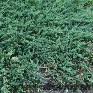 Borievka plazivá Jade River, 20-30cm, v črepníku Juniperus horizontalis Jade River