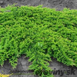 Borievka rozprestretá /koberec/ Prince of Wales, v črepníku 30/40 cm Juniperus horizontalis Prince of Wales
