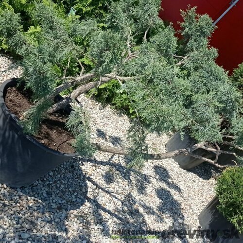 Borievka šupinatá Blue Carpet výška 120 cm, šírka 200 cm, v črepníku Juniperus squamata Blue Carpet