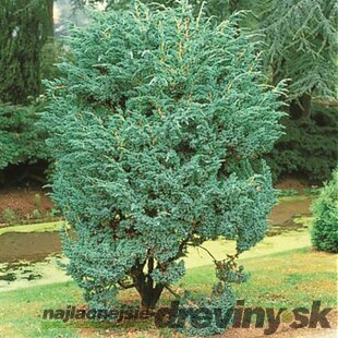 Borievka šupinatá ´MEYERI´, výška 70/80 cm, v črepníku 10l Juniperus squamata ‘Meyeri‘