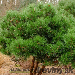 Borovica čierna 40/60 cm, v črepníku Pinus nigra