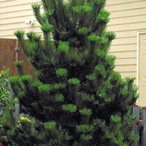 Borovica čierna Austriaca 250/+ cm, v kvetináči Pinus nigra Austriaca