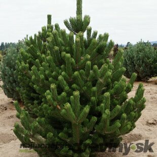 Borovica čierna Oregon Green, výška 30/40 cm, v črepníku 3l Pinus Nigra Oregon Green