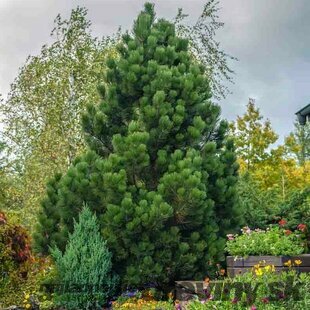 Borovica pancierová Compact Gem, 20/40 cm, v črepníku Pinus heldreichii Compact Gem