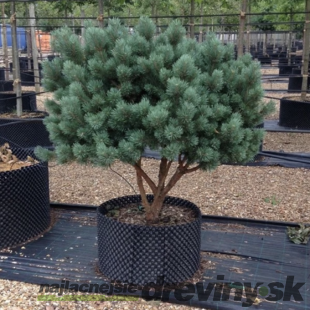 Borovica Watereri, výška 30/40 cm, v črepníku 3l Pinus sylv. ‘Watereri‘