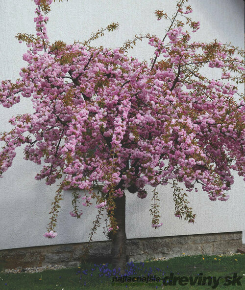 Čerešňa pílkatá Kiku - shidare, na kmienku 140/150 cm, v črepníku Prunus serrulata Kiku Shidare Sakura