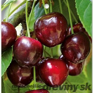Čerešňa skorá ´BURLAT´ podp.Gisella 6, výška 140/180 cm, zakrslá, voľnokorenná Prunus Avium Burlat