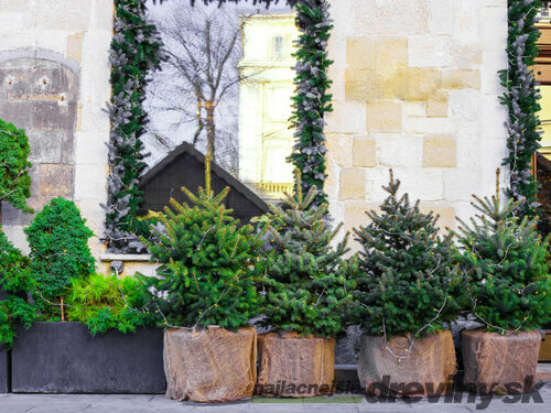 Darujte živú krásu: Okrasné stromy a kríky ako Vianočný darček - Hloh, Javor, Sakura