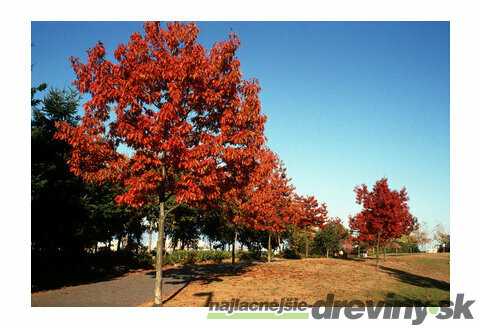 Dub červený 80/120 cm, v črepníku Quercus rubra