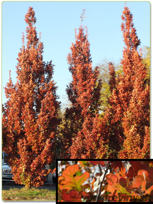 Dub Crimschmidt stĺpovitý 140/160 cm, v črepníku Quercus bimundorum Crimschmidt