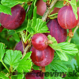 Egreš kričkový Hinnonmaki Rot, v črepníku Ribes grossularia Hinnonmaki Rot