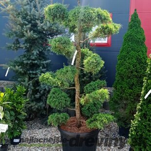 EXKLUZÍVNE! Borievka Glauca XL Bonsai 200/220 cm, v črepníku Juniperus pfitzeriana Glauca