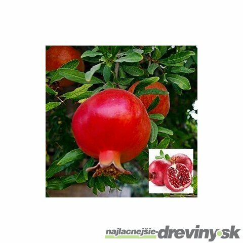 Granátové jablko (Granátovník)20/40 cm, v črepníku Punica granatum