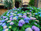 Hortenzia kalinolistá ´ Endless Summer Blu ® ´, výška 30/35 cm, v črepníku 5l Hydrangea paniculata Endless Summer Blu
