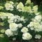Hortenzia metlinatá Phantom, 40/+cm, v črepníku Hydrangea paniculata Phantom
