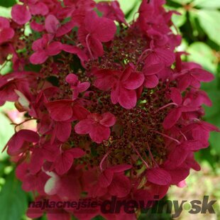 Hortenzia metlinatá Wims Red PBR, výška 50/+ cm, v črepníku 5l Hydrangea paniculata Wims Red
