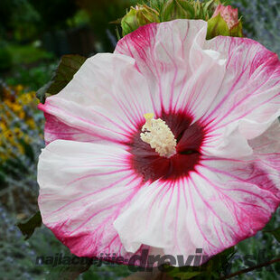 Ibištek bahenný ´SUMMERIFIC-PERFECT STORM´®, výška 40/50 cm, v črepníku 3l Hibiscus Moscheutos´SUMMERIFIC-PERFECT STORM´