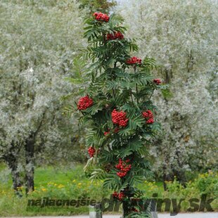 Jarabina Murkyňova Lutescens na kmienku 120/140 cm, v črepníku Sorbus aucuparia Lutescens