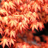 Javor dlaňovitolistý japonský ´Katsura´, výška 20/40 cm , v črepniku Acer palmatum ´Katsura´