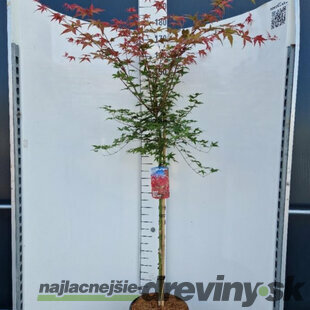 Javor japonský Beni Maiko na kmienku 180/200 cm, SOLITÉR, v črepníku 18l Acer palmatum Beni Maiko