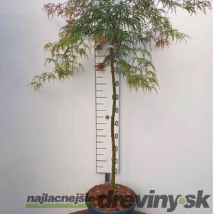 Javor japonský Garnet na kmienku 120/140 cm, dáždnikový SOLITÉR, v črepníku 18l Acer palmatum Garnet