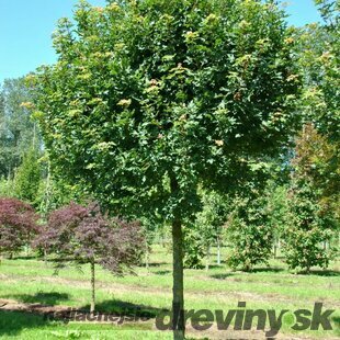 Javor poľný, výška 150/200 cm, v črepníku Acer campestre