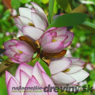 Magnólia Fairy bledoružová 40/60 cm, (neopadavý druh), v črepníku Magnolia Fairy