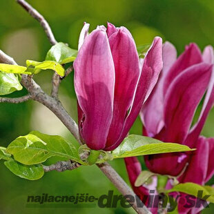 Magnólia Ľaliokvetá Nigra 40/60 cm, v črepníku Magnolia Liliflora Nigra