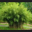 Mrazuvzdorné bambusy