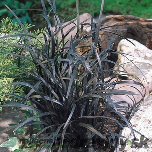 Ophiopogon Planiscarpus ´Nigrescens´ 10/20 cm , v črepníku P9 Ophiopogon Planiscarpus Nigrescens