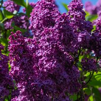 Orgován ‘Bloomerang Dark Purple‘ - kvitne 2 x v roku, výška 30/50 cm, v črepníiku 2l Syringa ‘Bloomerang Dark Purple‘