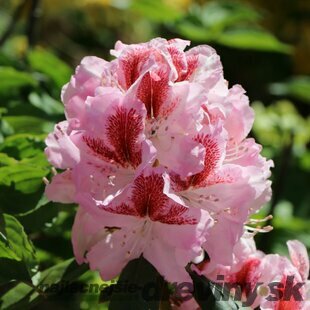 Rododendrón BELAMI ‘Hachbela‘, výška 25/+ cm, v črepníku 4l Rhododendron ‘Belami Hachbela‘