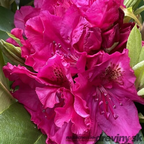 Rododendrón Pearce‘s American Beauty, výška 30/40 cm, v črepníku 5l Rhododendron ‘Belami Hachbela‘