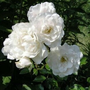 Ruža čajová White Fairy, v črepníku 2l Rosa White Fairy