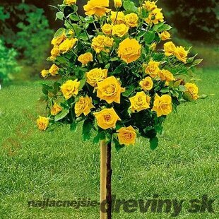 Ruža na kmienku Handsestadt Rostock-žltá, 90/110 cm, v črepníku 7l Rosa