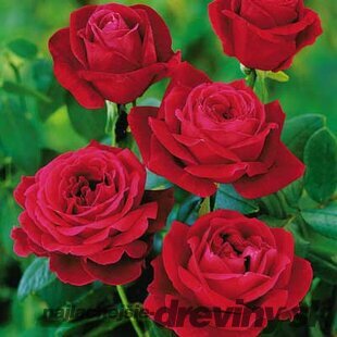 Ruža veľkokvetá červená Mr. Lincoln, v črepníku 2l Rosa Mister Lincoln