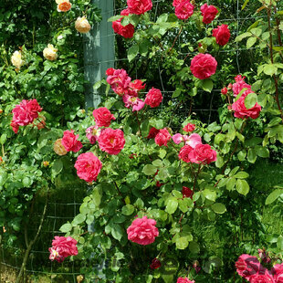 Ruža veľkokvetá Copenhagen, v črepníku 4l Rosa Copenhagen