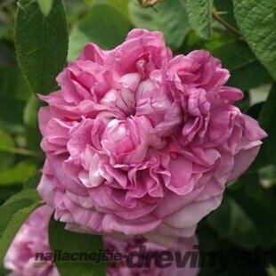 Ruža veľkokvetá Dafne, v črepníku 4l Rosa Dafne