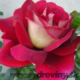 Ruža veľkokvetá Kronenburg červeno-biela, v črepníku 2l Rose Kronenburg