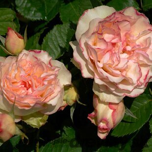 Ruža veľkokvetá ‘Perfume Kisses ®‘, v črepníku 5l Rosa ‘Perfume Kisses ®‘