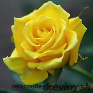 Ruža veľkokvetá žltá 20/40 cm, v črepníku Rosa